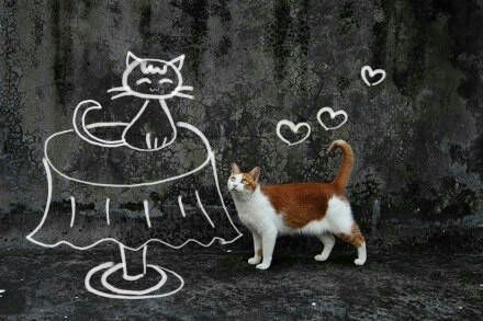 猫咪狂想曲 ​ ​​​