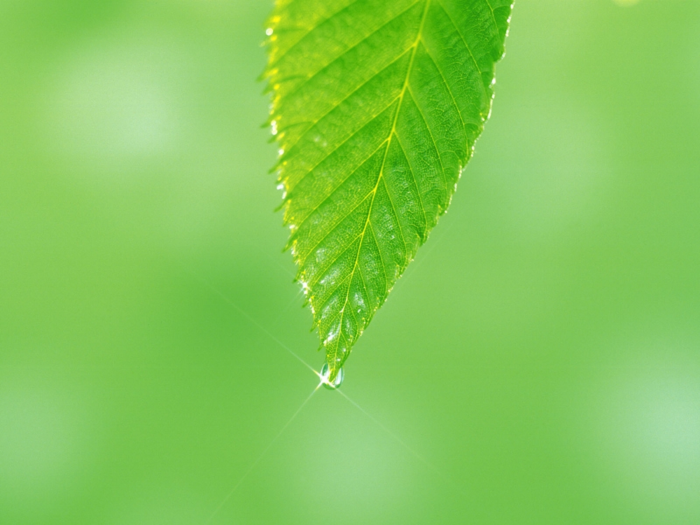 绿叶写真 第五辑