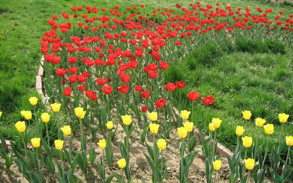 郁金香花海桌面壁纸