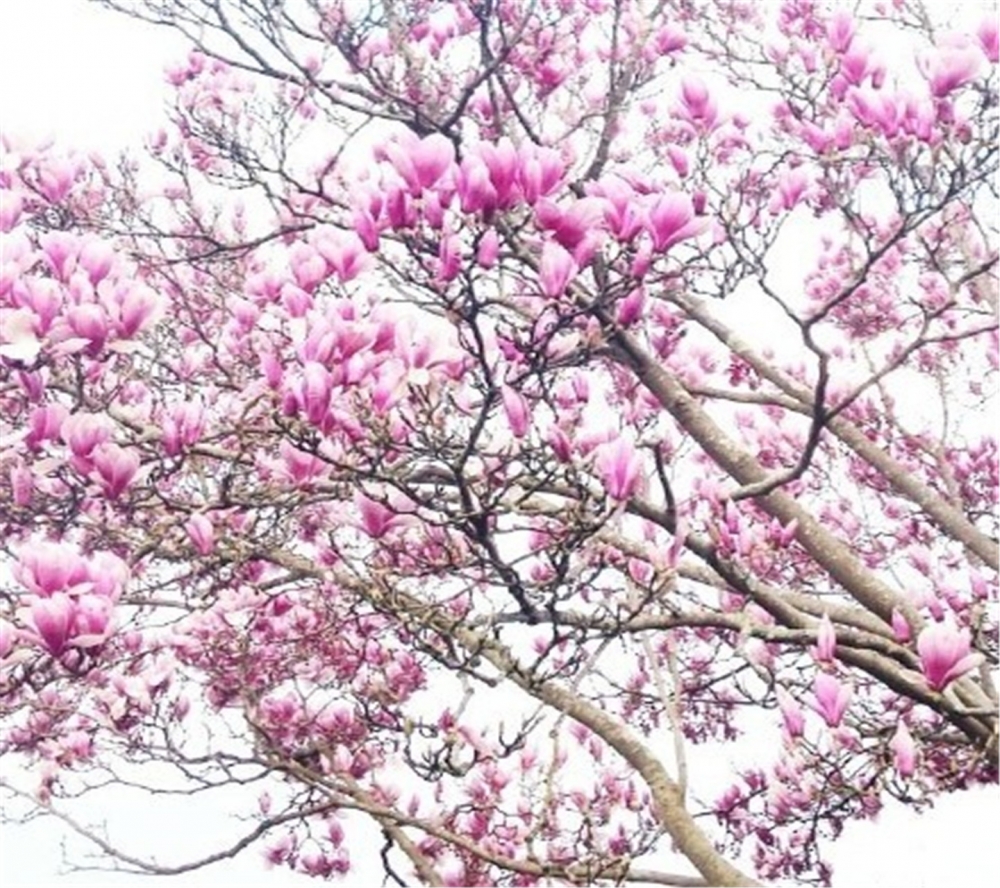 唯美樱花风景高清手机桌面壁纸下载