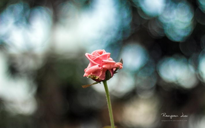 鲜花与花蝴蝶桌面壁纸