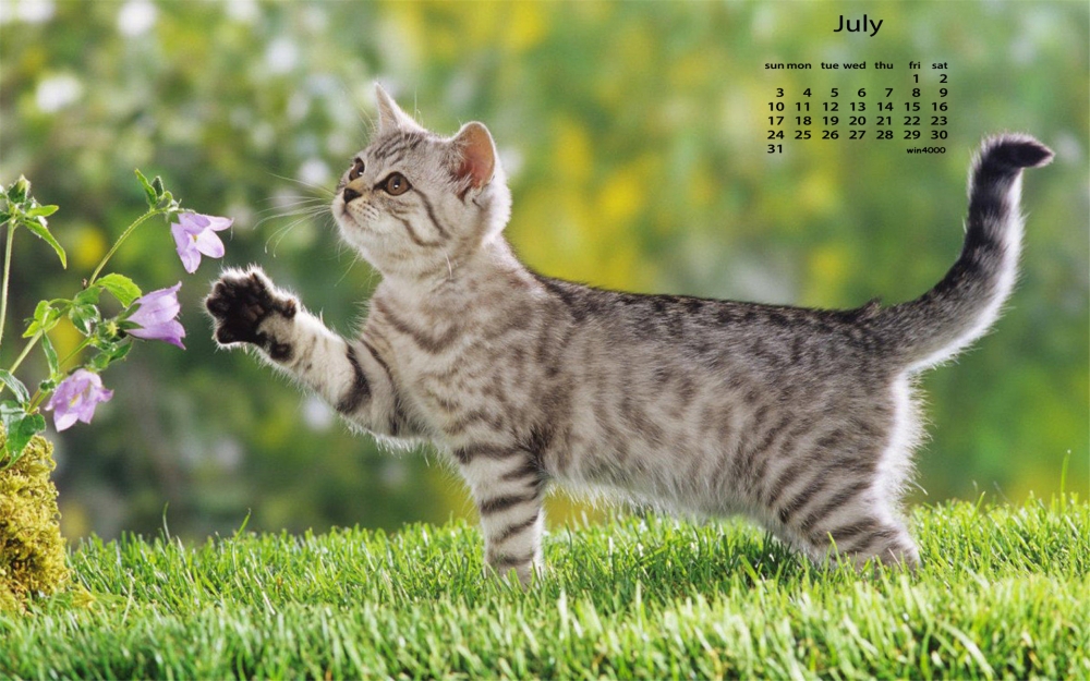 2016年7月日历可爱小猫咪慵懒惹人爱壁纸