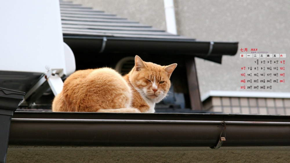 2014年7月日历桌面壁纸可爱的黄色猫咪