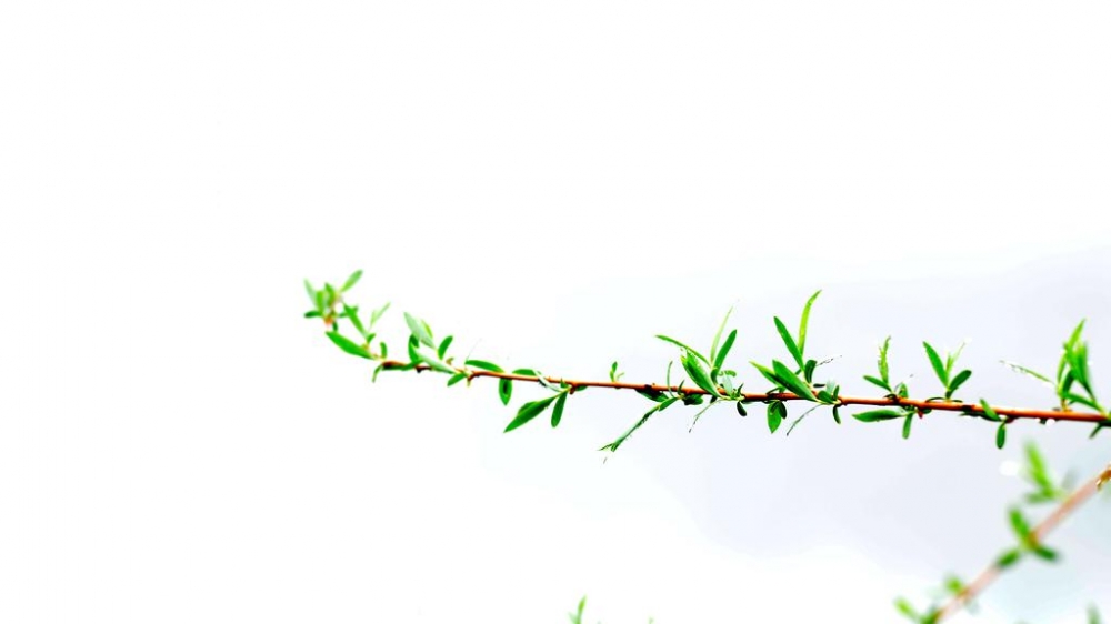 春天大自然风景图片壁纸