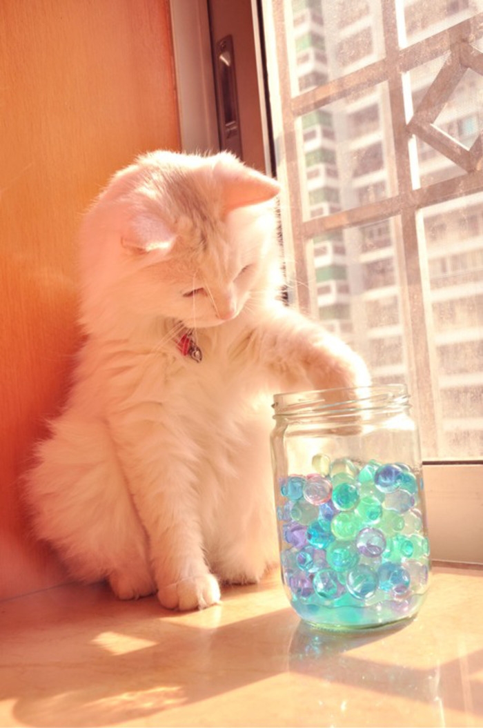 猫奴们的福利来了~~