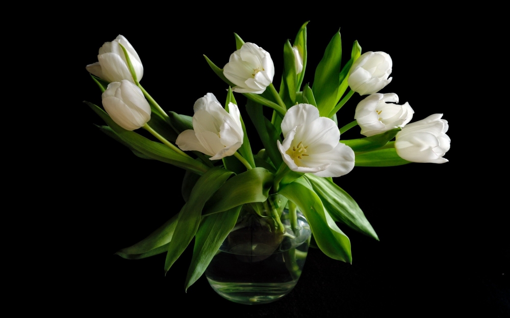 白色郁金香花朵在春天高清壁纸