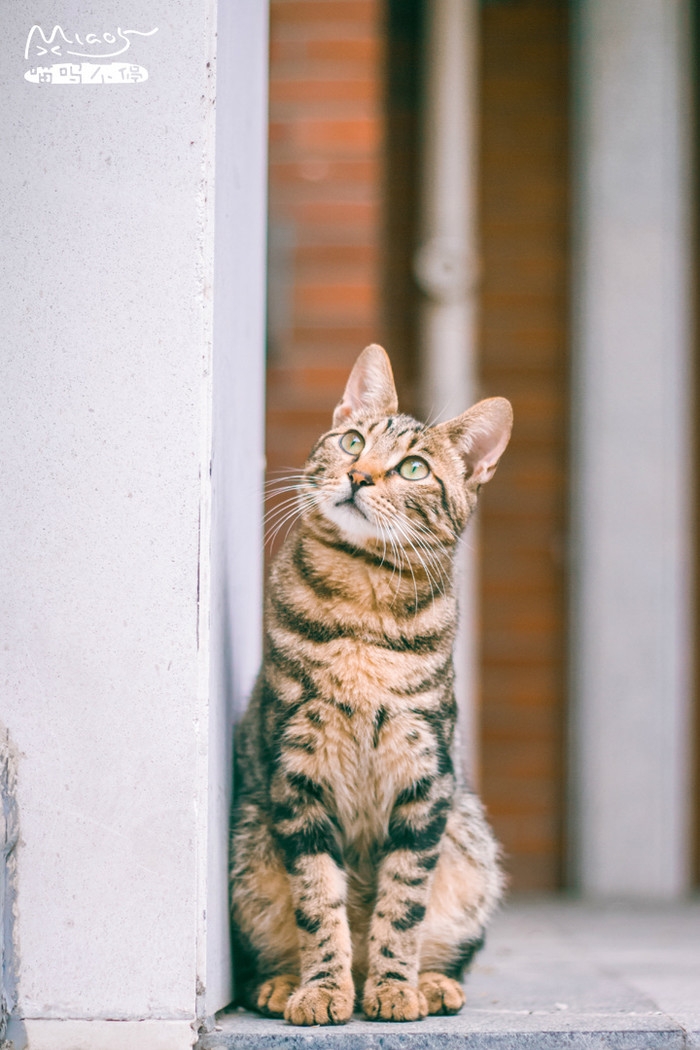 猫奴们的福利来了~~