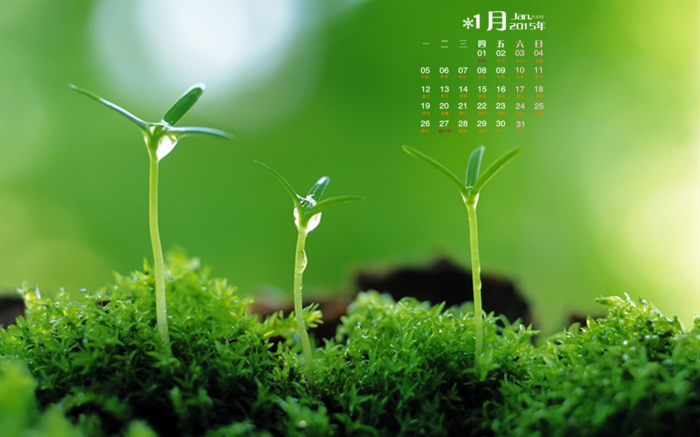 2015年1月日历自然清新的春天里的绿色植物屏保高清电脑桌面壁纸