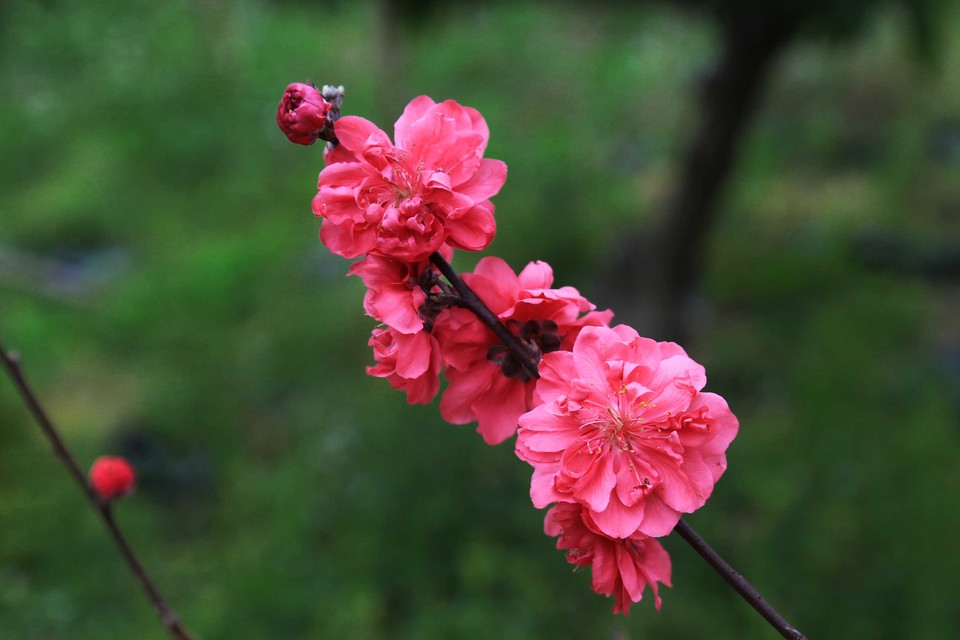 清新美丽的红色桃花花卉植物图片