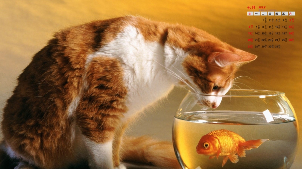 2014年7月日历桌面壁纸可爱的黄色猫咪