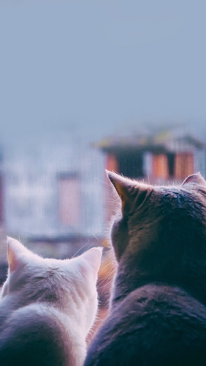 猫奴们的福利来了~~