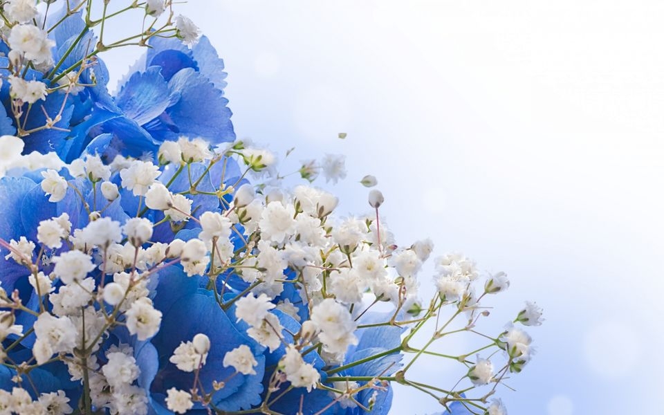 高清夏季花卉壁纸