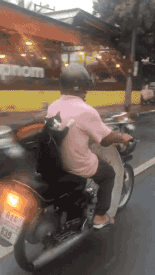 新一波爆笑GIF 别再给我安利了