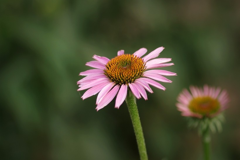 优雅松果菊图片