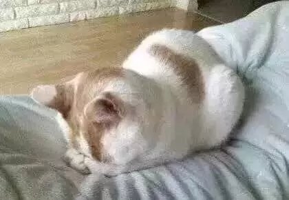 这是我们上学标准的睡姿
