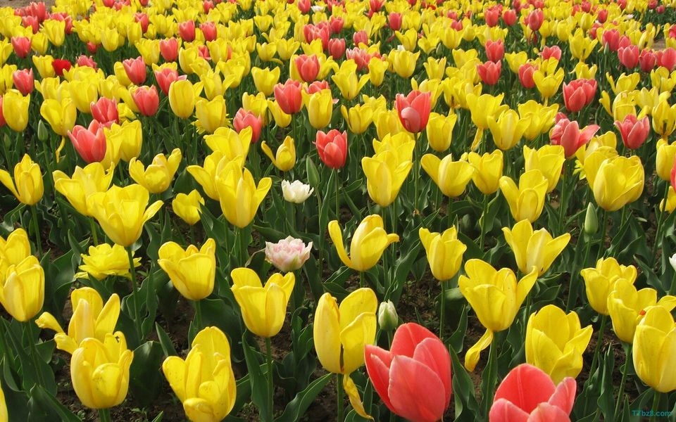 郁金香花海桌面壁纸
