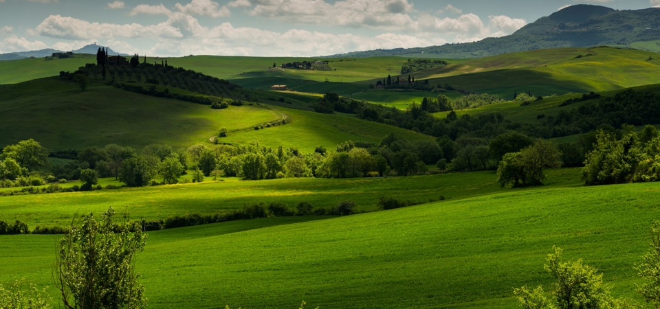 意大利托斯卡纳地区,绿色草地,田野的树木,风景桌面壁纸