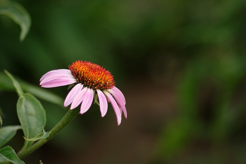 优雅松果菊图片