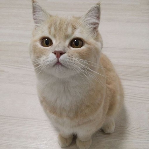 我乃宠物界中の傲娇担当