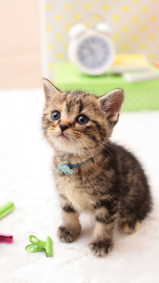 愿做你怀中的猫，可爱而傲娇。