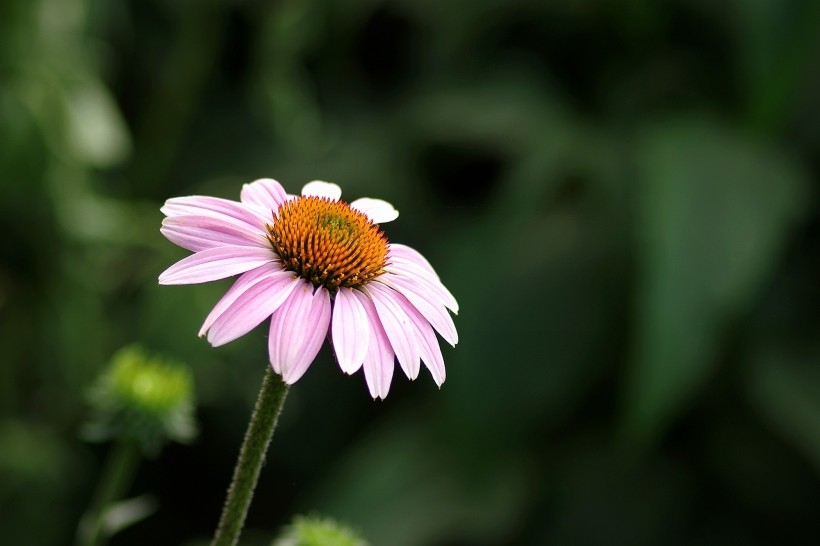 优雅松果菊图片