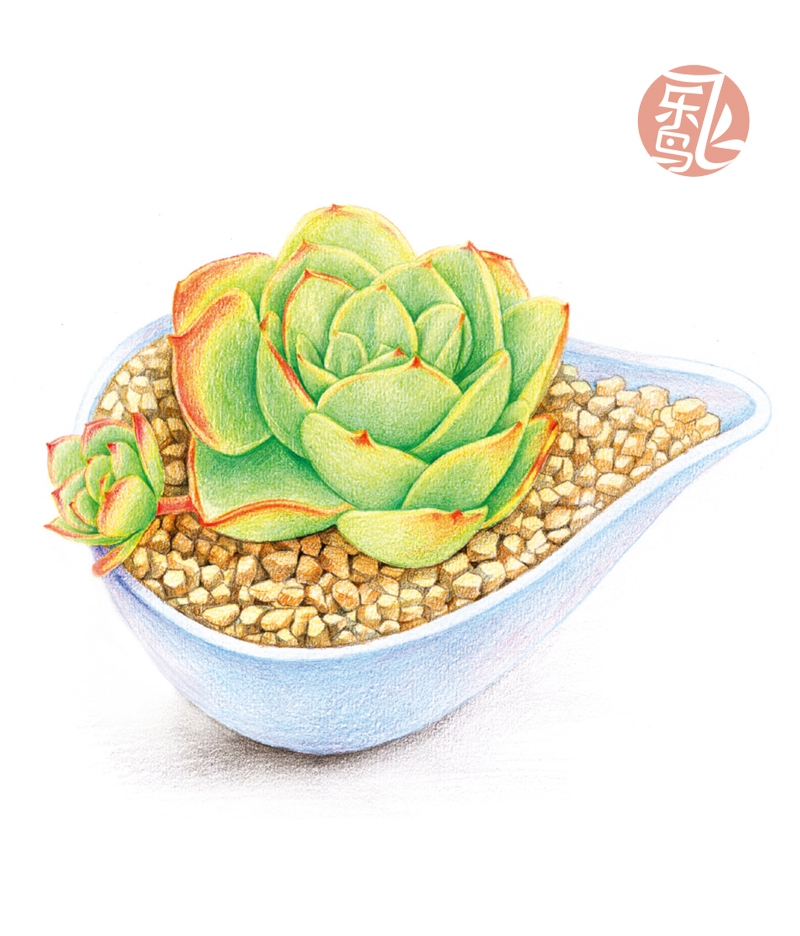 画师们笔下的多肉