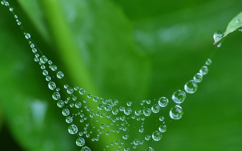 夏日清晨植物上的露珠壁纸