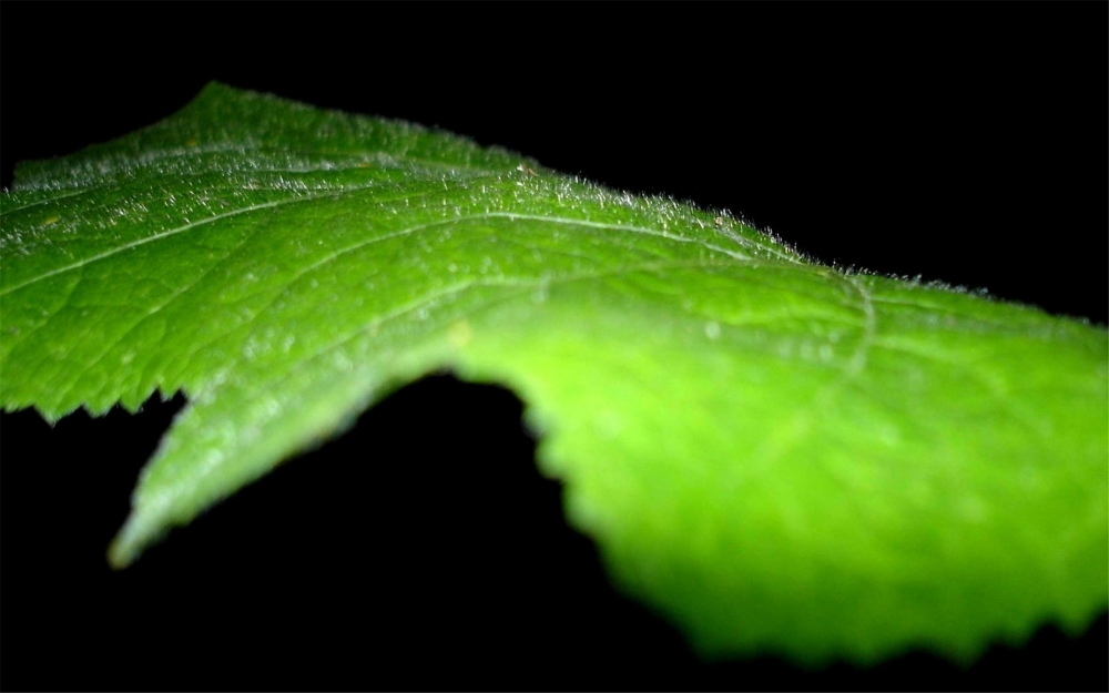 小清新绿叶护眼植物桌面壁纸图片大全