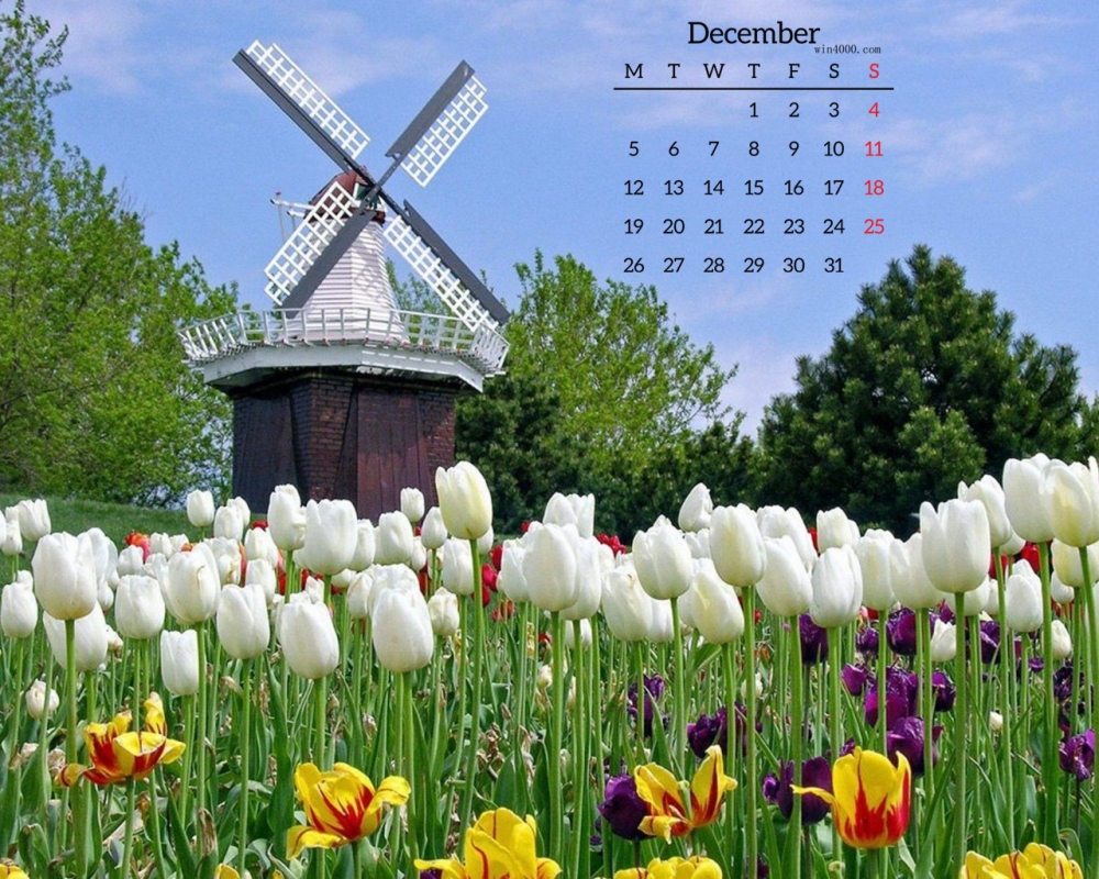 2016年12月郁金香花海高清桌面日历壁纸