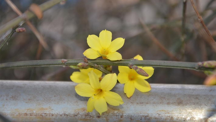 迎春花图片宽屏壁纸下载