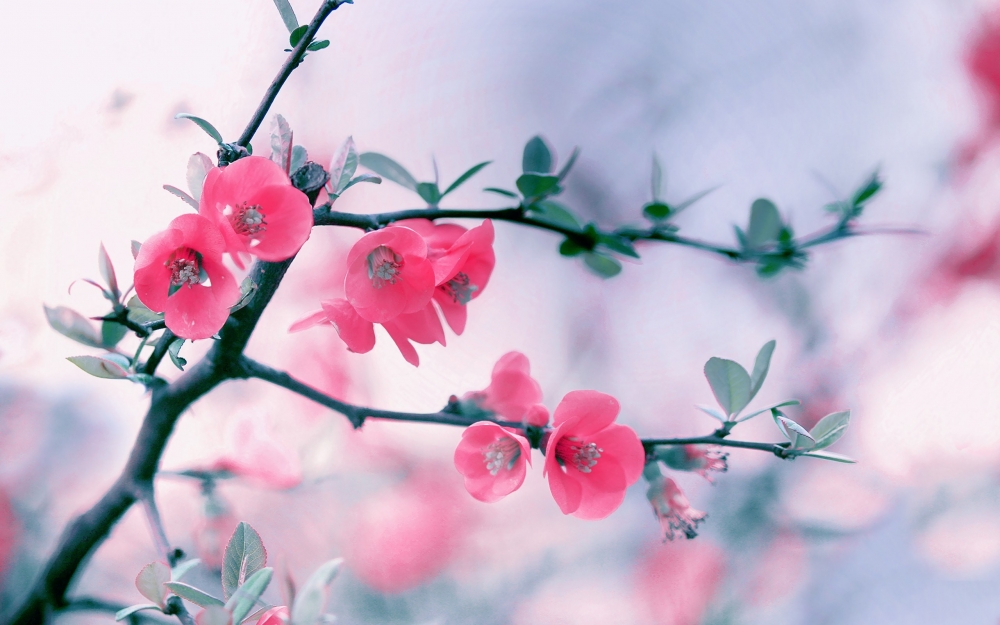 粉红春天鲜花盛开的自然高清壁纸