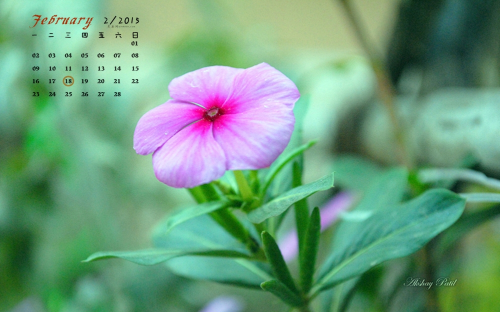 2015年2月日历走进大自然深处清新自然唯美的美丽花朵电脑屏保桌面壁纸