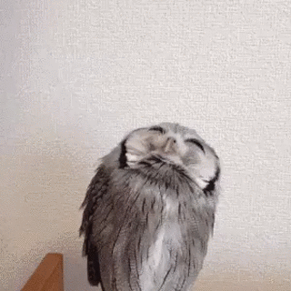 新一波爆笑GIF 别再给我安利了