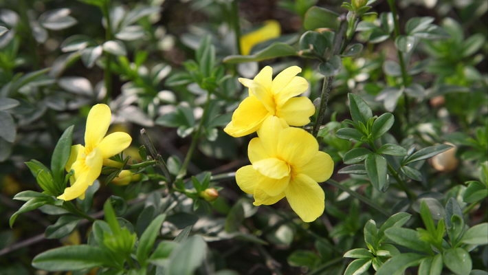 迎春花图片宽屏壁纸下载
