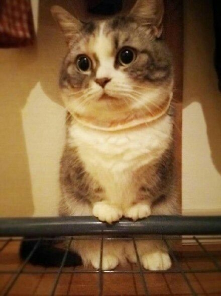 可爱の猫