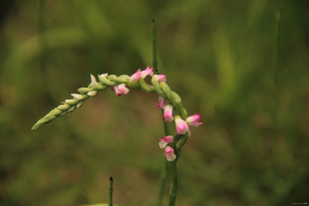 生活里美丽的花花草草