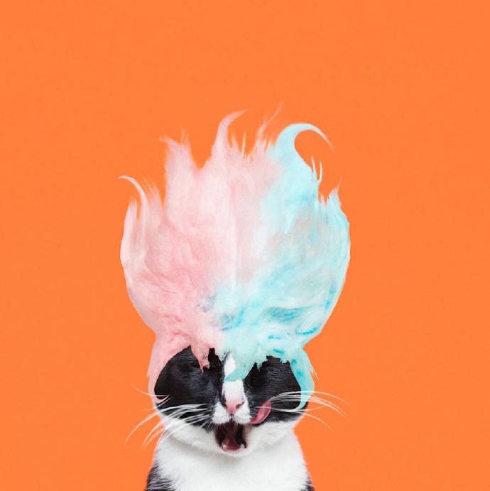 一只奇怪的猫---WXYZ