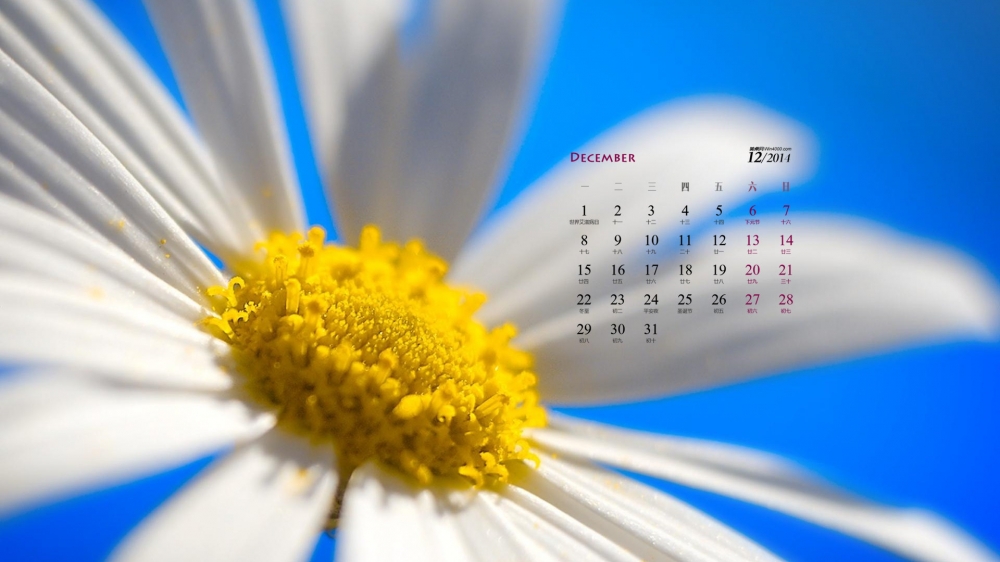 2014年12月日历清新植物花卉绿色护眼桌面壁纸下载