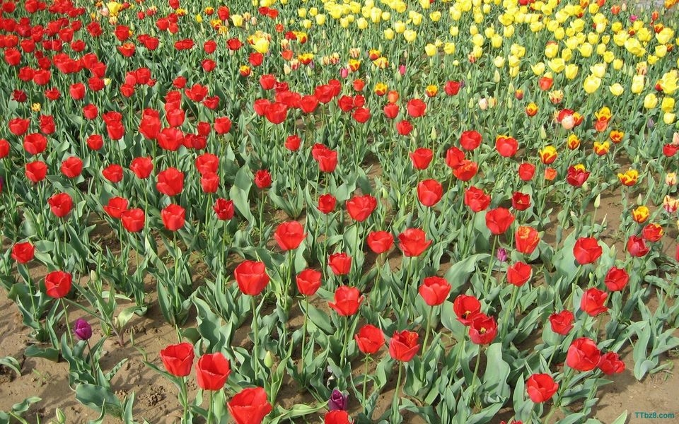郁金香花海桌面壁纸