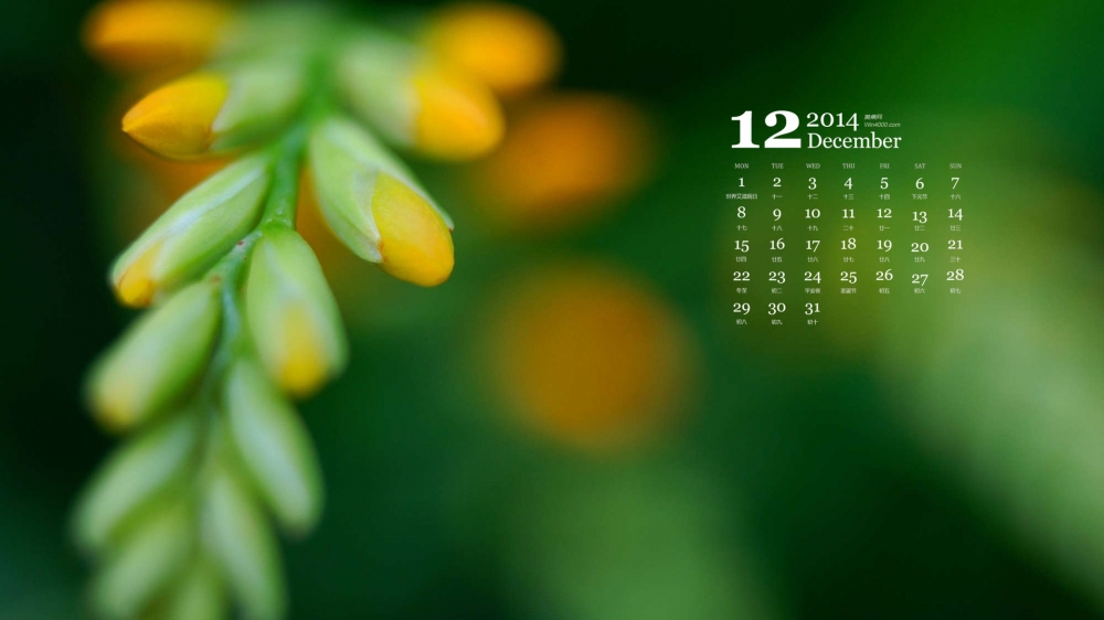 2014年12月日历清新植物花卉绿色护眼桌面壁纸下载
