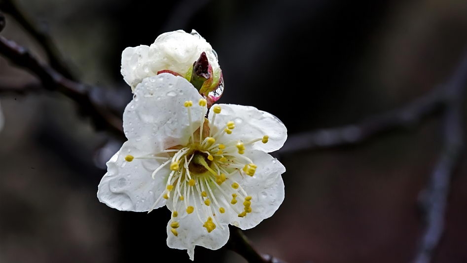 雨后梅花宽屏壁纸下载