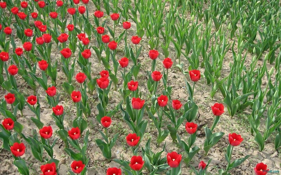 郁金香花海桌面壁纸