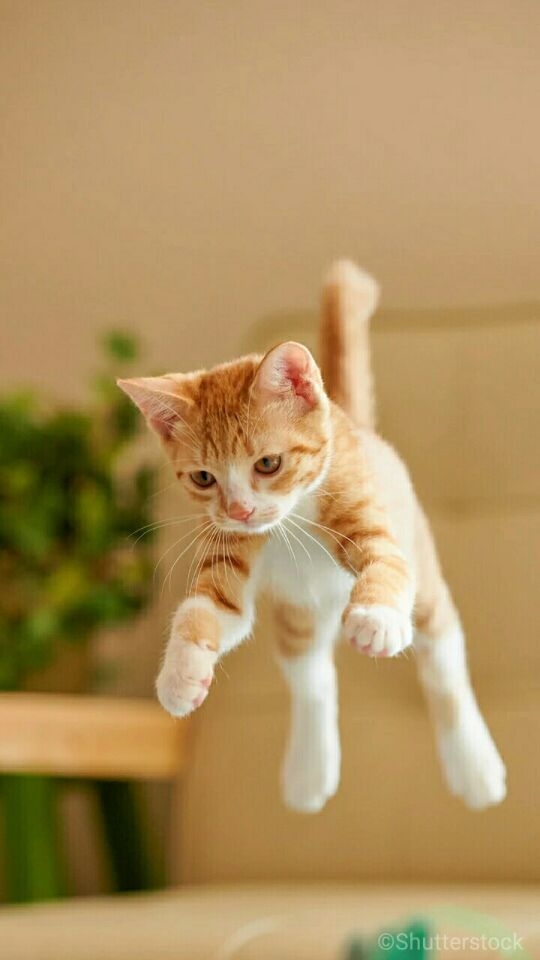 愿做你怀中的猫，可爱而傲娇。