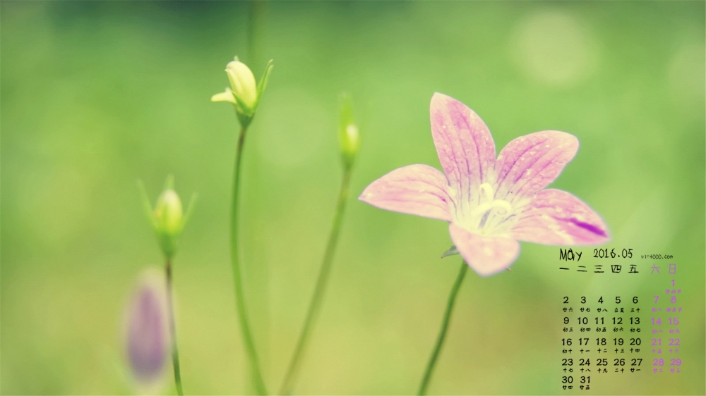 2016年5月日历粉色鲜花桌面壁纸