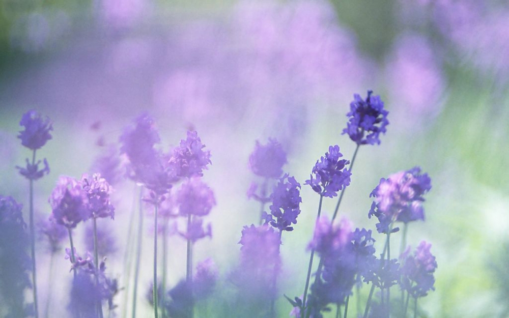 精选清新迷人的紫色薰衣草唯美图片