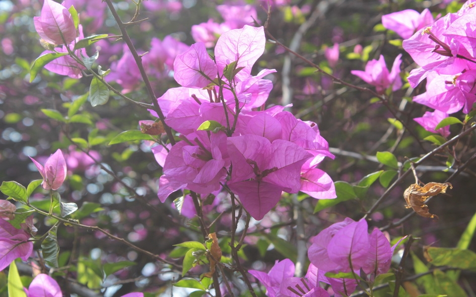 三角梅花卉高清桌面壁纸