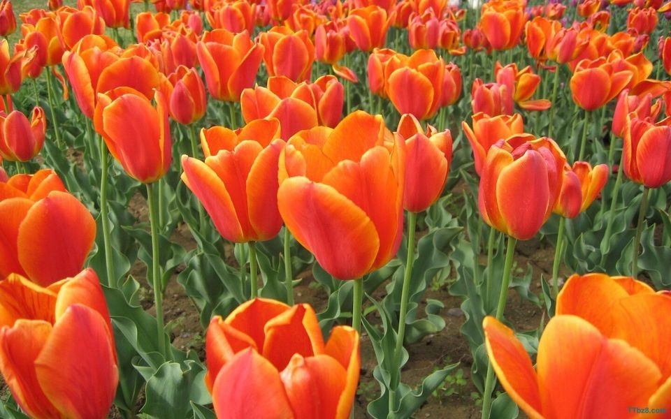 郁金香花海桌面壁纸