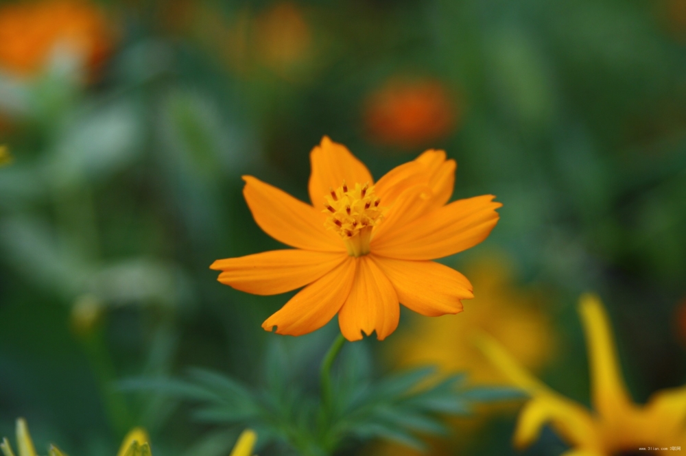 生活里美丽的花花草草