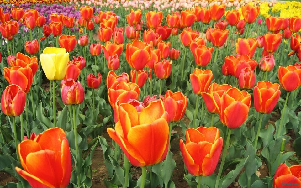 郁金香花海桌面壁纸