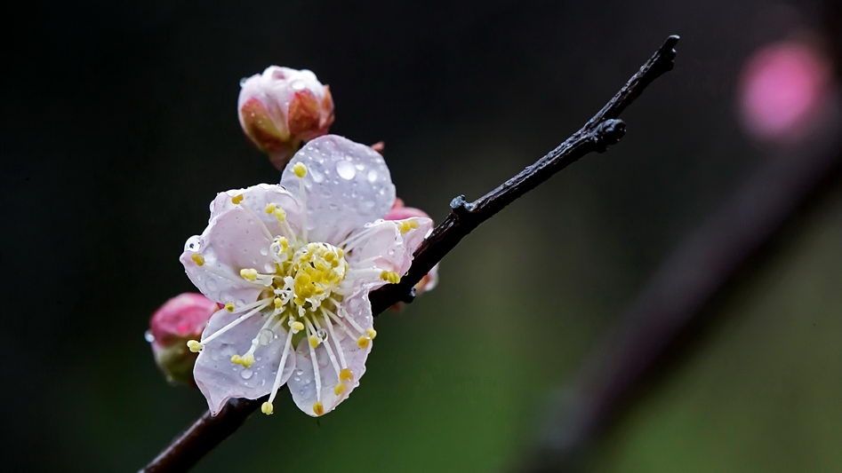雨后梅花宽屏壁纸下载